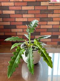 images 1