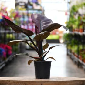 philodendron black cardinal 4in