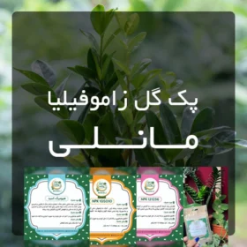 پک کود گل زاموفیلیا مانلی