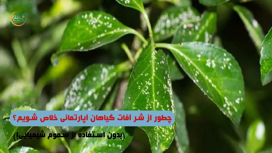 چطور از شر آفات گیاهان آپارتمانی خلاص شویم؟