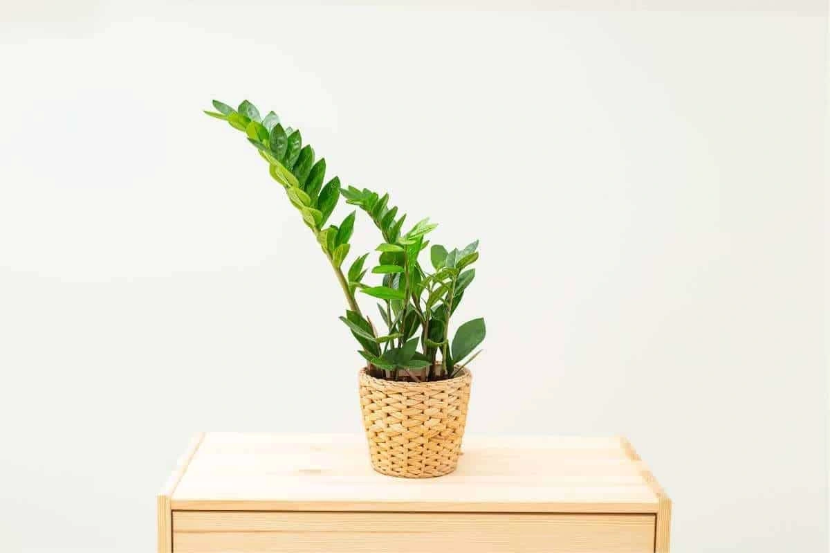 زامیفولیا (Zamioculcas zamiifolia): راهنمای کامل کوددهی