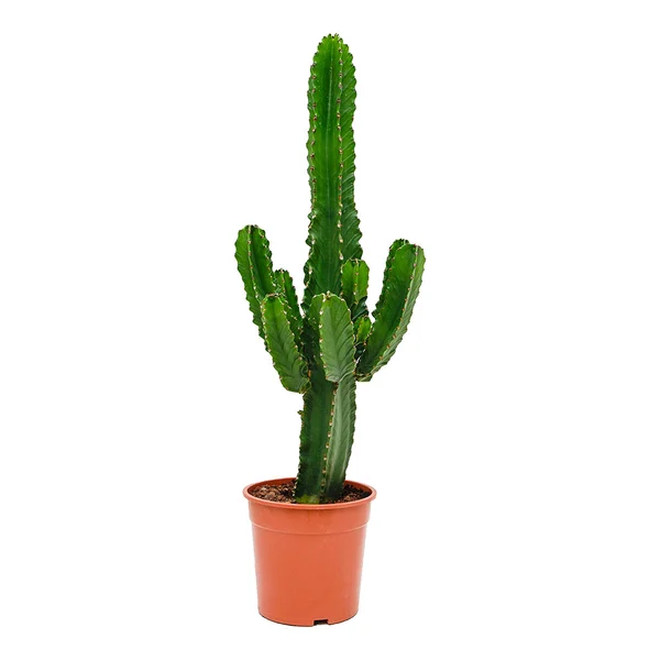 euphorbia ingens