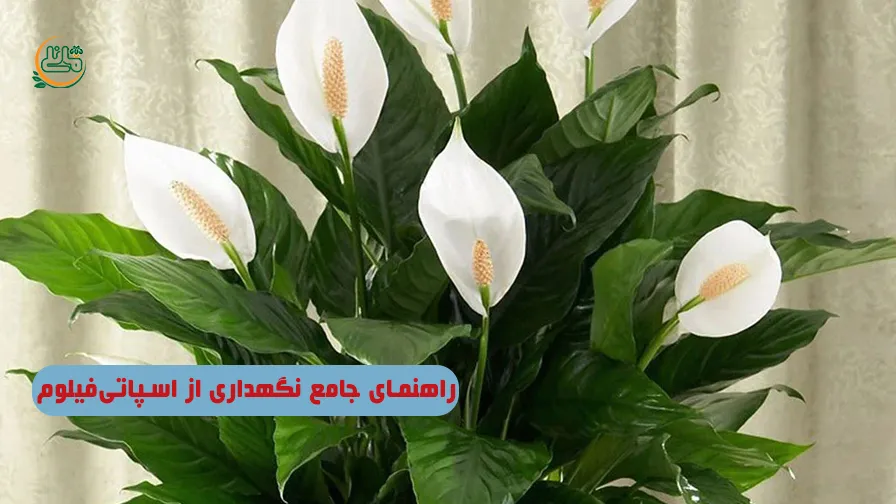 نگهداری از اسپاتی‌فیلوم