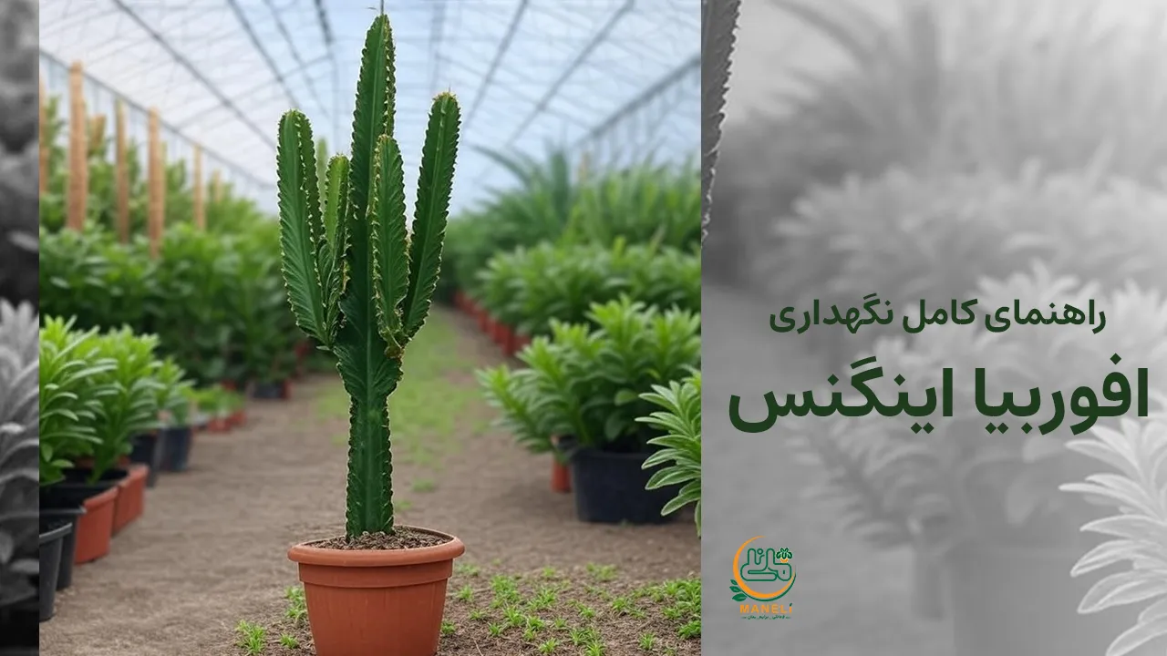 خرید گل آپارتمان مانلی 41 راهنمای کامل نگهداری افوربیا اینگنس