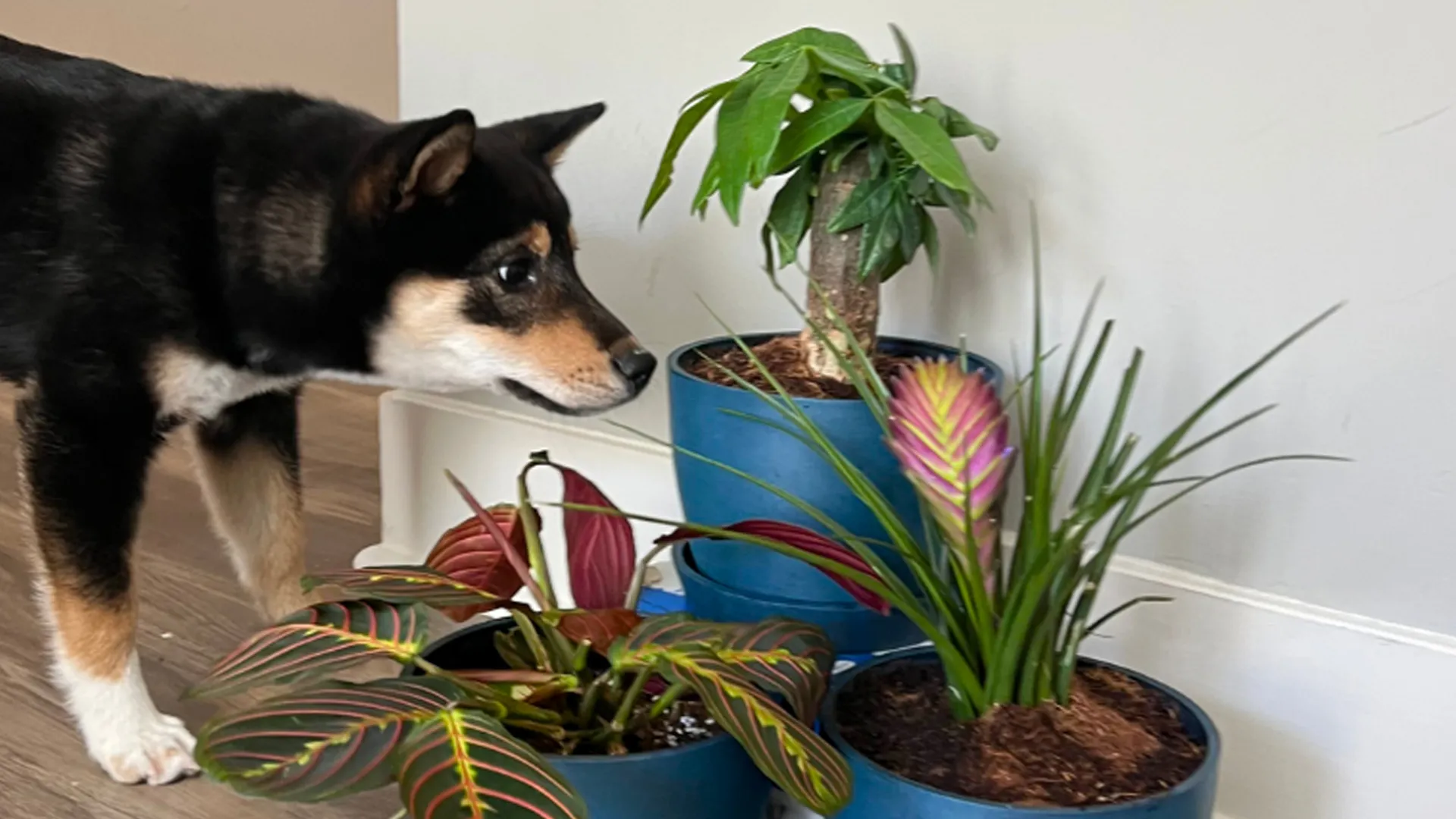 خرید گل آپارتمان مانلی 32 cat dog plant