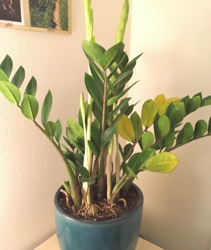 8ud702d7a3h01 423x500 1